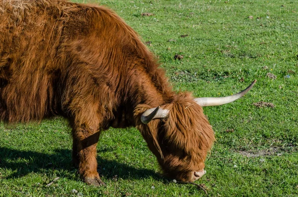 ハイランド牛を食べる — ストック写真