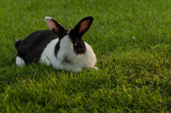 Bunny in green grass — Stock Photo, Image