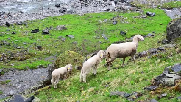 Twee jonge schapen met moeder en berg — Stockvideo