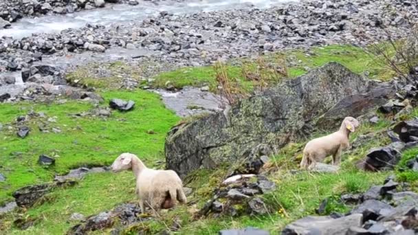 Two young sheep with mother — Stock Video