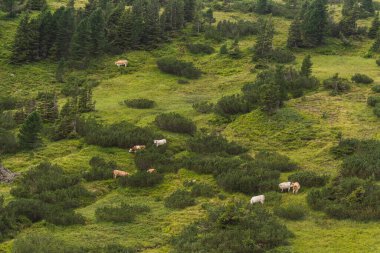 Yaz yürüyüşü sırasında yeşil bitkiler arasında inekler
