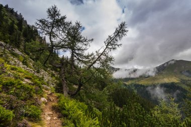 Dağlarda yürüyüş yolu olan eğri büğrü ağaçlar