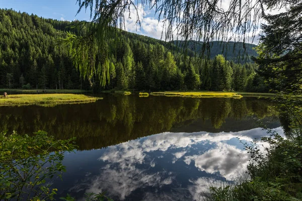 Helder Bergmeer Met Bomen Groene Planten Reflectie — Stockfoto