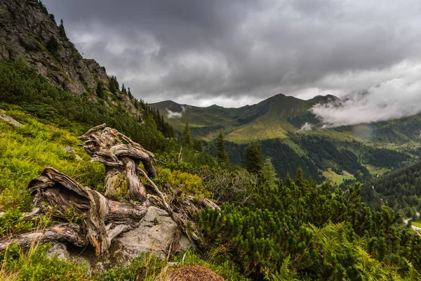 Вузькі Коріння Зелених Горах Під Час Піших Прогулянок — стокове фото
