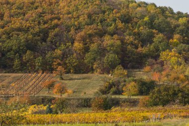 Sonbahar manzarasında ağaçlar ve üzüm bağları