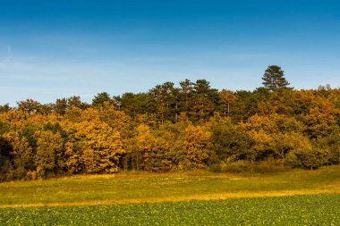 Renkli ağaçlar ve sonbaharda mavi gökyüzü olan bir çayır.