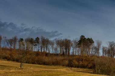 Dağ bisikleti sürerken baharda tek ve yüksek ağaçlar