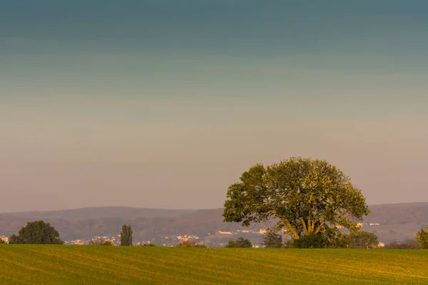 Árbol Campo Verde Cálido Sol Otoño Mientras Camina — Foto de Stock