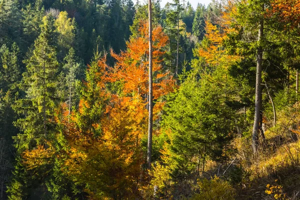 Färgglada Träd Från Skog Höstsolen Medan Vandrar Naturen — Stockfoto