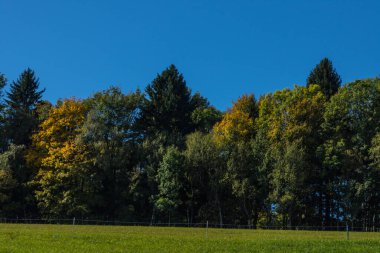 Renkli sonbahar ormanı Yeşil çayır ve mavi gökyüzü