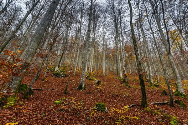 Floresta Faia Colorida Com Folhas Chão Enquanto Caminhadas Outono — Fotografia de Stock