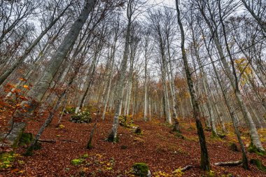 Sonbaharda yüksek ağaçlar ve yapraklarla dolu renkli bir orman.