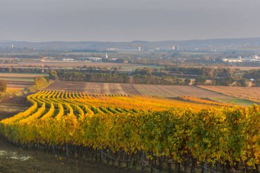 Sonbaharda yürüyüş yaparken dalgalı çizgilerde renkli üzüm bağları
