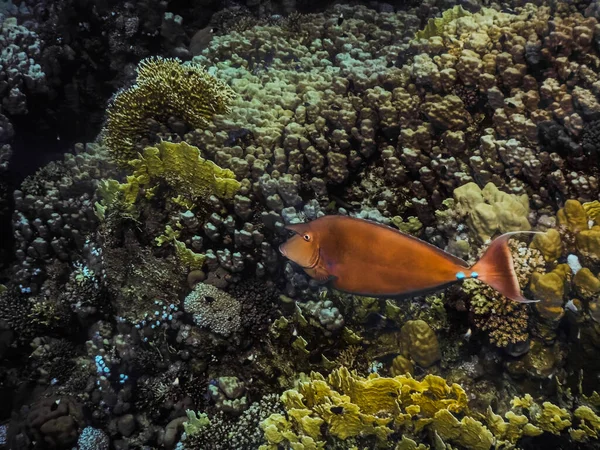 ダイビング中に海のサンゴの上を泳ぐ紅海のクロマグロ — ストック写真