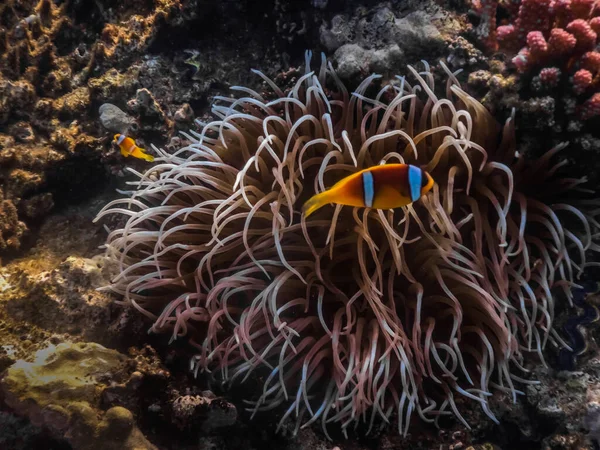 Färgglada Anemon Och Två Röda Havsanemonefish Marken — Stockfoto