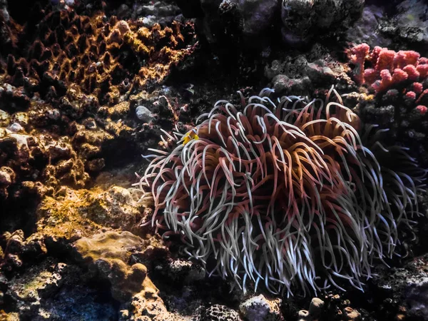 Kolorowy Anemon Pomiędzy Koralami Dnie Morza Podczas Nurkowania — Zdjęcie stockowe