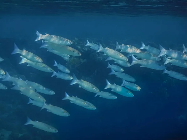 Vis Zwermen Buurt Van Het Oppervlak Tijdens Het Duiken Zee — Stockfoto