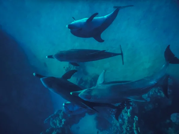 Cinco Jugando Delfines Spinner Mientras Bucea Mar Rojo Egipto — Foto de Stock