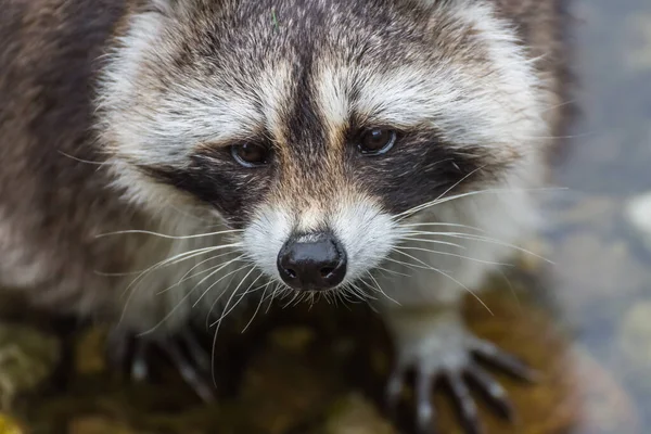 Little Racoon Stands Looks Dear Zoo — Stock Photo, Image