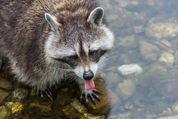 Little Racoon Stands Water Shows Tongue Zoo — Stock Photo, Image