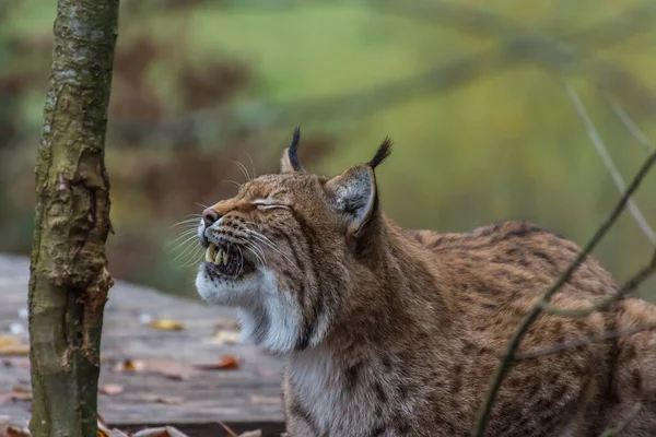 Lynx Lies Shows Teeth Zoo Mountains Vacation — Stock Photo, Image