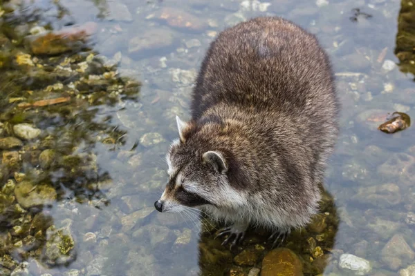 Little Racoon Stands Water Looks Side Zoo — Stock Photo, Image