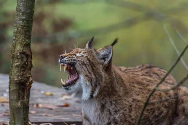 Lynx Ψέματα Και Χασμουρητά Και Δάκρυα Στόμα Για Δείξει Δόντια — Φωτογραφία Αρχείου
