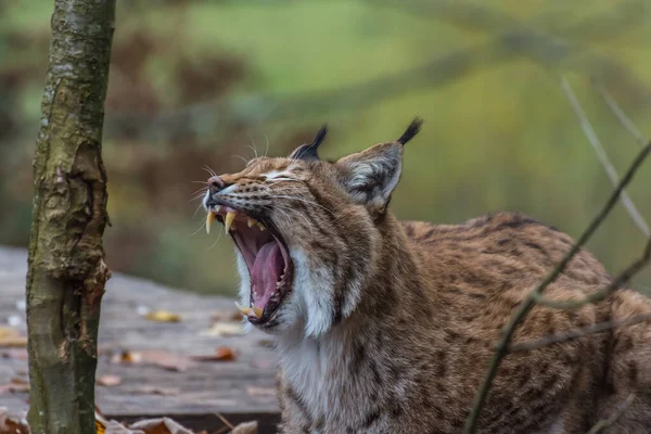 Lynx Lies Yawns Tears Mouth Wide Zoo — Stock Photo, Image