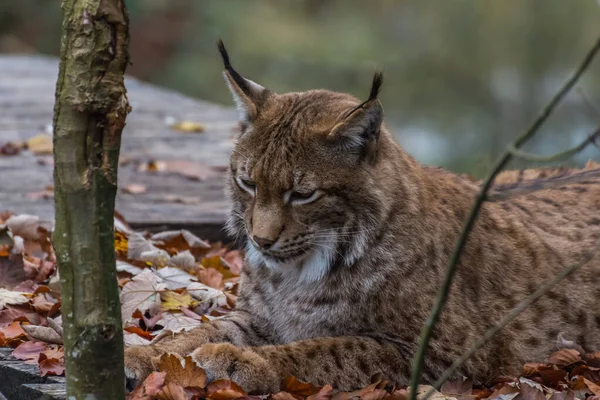 Lynx Encontra Folhas Olha Para Chão Zoológico — Fotografia de Stock