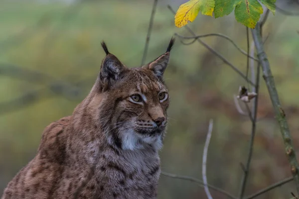 美丽的山猫坐在山上的动物园里看 — 图库照片