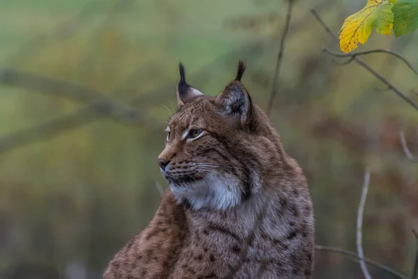 Lynx Sits Looks Side Zoo Mountains — Stock Photo, Image