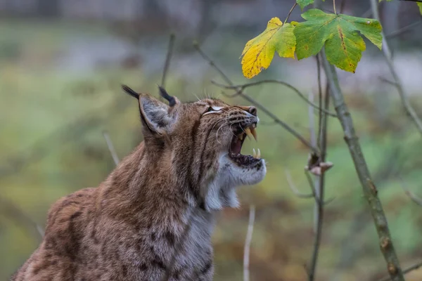 Lynx Senta Boceja Mostrando Dentes Zoológico — Fotografia de Stock