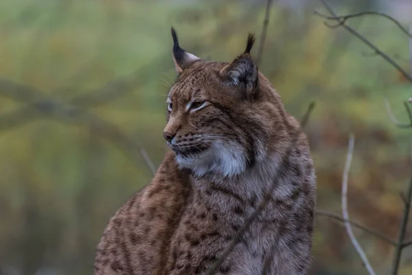 Lynx Senta Olha Com Metade Eys Fechados Para Lado Zoológico — Fotografia de Stock