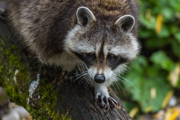 Raton Laveur Sur Tronc Arbre Marche Regarde Dans Zoo — Photo