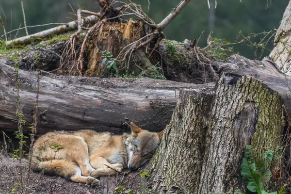 Loup Trouve Soleil Dort Dans Tronc Arbre Dans Zoo — Photo