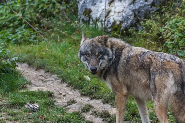 Lobo Caminha Caminho Olha Câmera Zoológico — Fotografia de Stock