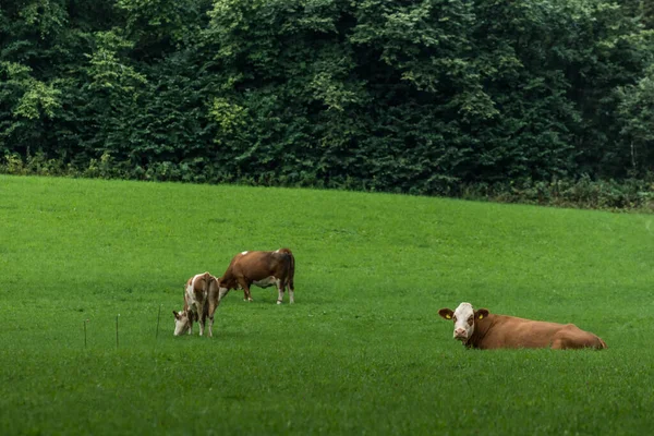 Cows Green Pasture Nature While Hiking — Stock Photo, Image