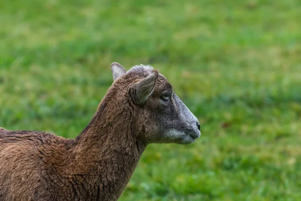 Vrouwelijke Mouflon Staat Kijkt Zijaanzicht Een Dierentuin — Stockfoto