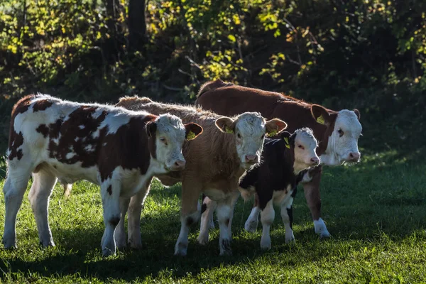 4頭の牛が列に並び自然を眺めながらハイキングをします — ストック写真