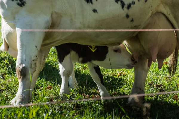 Pequena Vaca Bebê Querida Com Bebidas Mãe Pasto Natureza — Fotografia de Stock