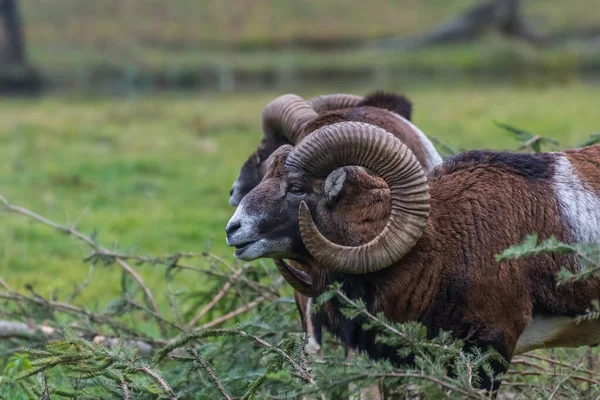 Muflonový Stánek Podívat Zoo Horách — Stock fotografie