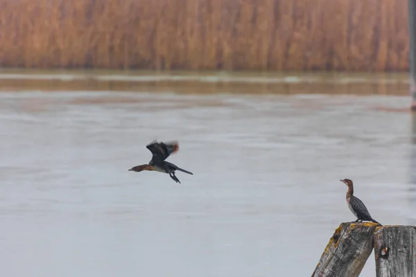 Птица Летает Вторая Смотрит Озеро Зимой — стоковое фото