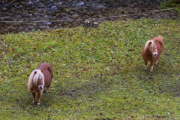 牧草地に2頭の小さな馬がいて — ストック写真