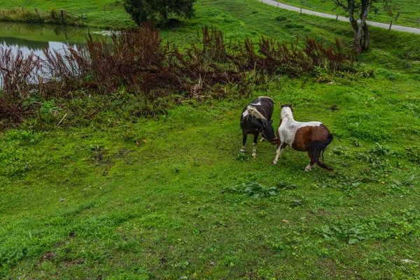 Two Horses Play Green Pasture Mountain Lake — Stock Photo, Image