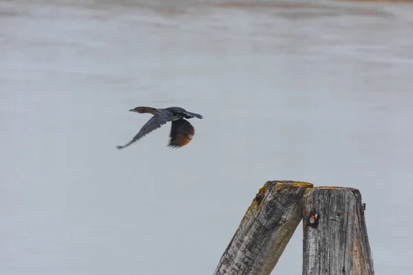 Vliegende Vogel Boomstammen Het Meer Winter — Stockfoto