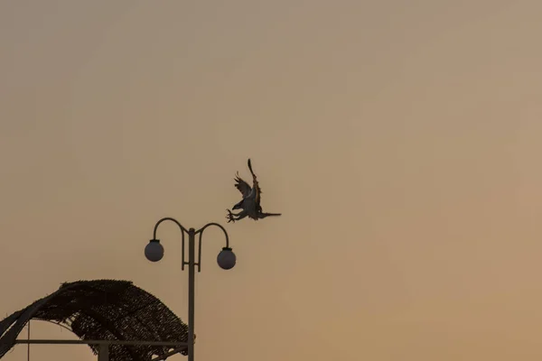 Flying Sea Eagle Landing Lamp Sea — Stock Photo, Image