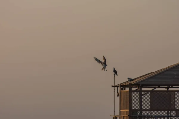 Vliegende Zeearend Bij Landing Een Dak Bij Zee — Stockfoto