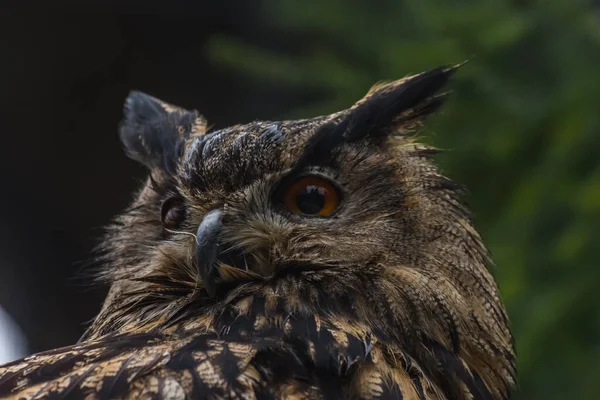 Sowa Siedzi Patrzeć Zoo Duży Widok — Zdjęcie stockowe