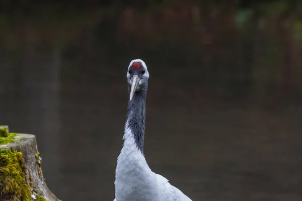 Singel Manchurian Crane Stands Looks Pond Zoo — Stock Photo, Image