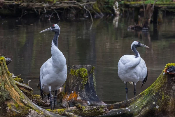 Dva Mandžuští Jeřábi Dívají Protější Stranu Rybníka Zoo — Stock fotografie